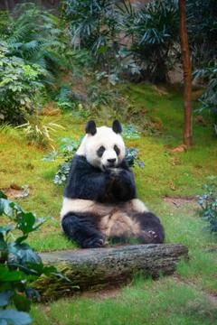 Panda bear Stock Photos