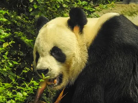 Panda bear Stock Photos