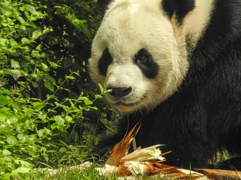 Panda bear Stock Photos