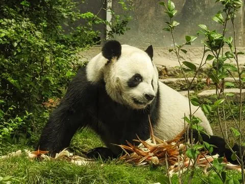 Panda bear Stock Photos