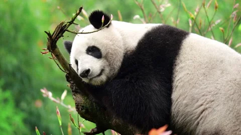 Panda Bear Playing and Chewing Bamboo Leaf 4K Stock Footage 334998525