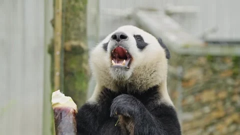 Panda Bear Playing with Toy and Running in Field Video stock 334995135