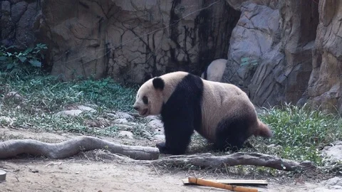 A panda bear pooping Stock Footage 75656309