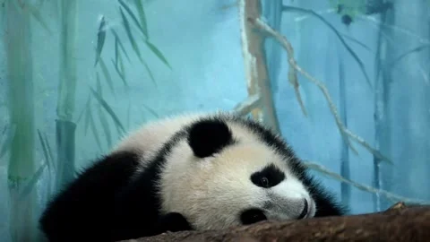 A panda bear relaxes on a tree branch, displaying its unique black and white fur Video stock 271219777