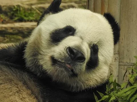 Panda bear relaxing Stock Photos