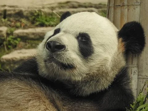 Panda bear resting Stock Photos