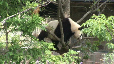 Panda Bear segment three Video stock 97907