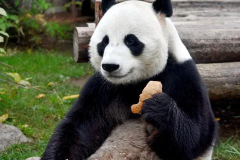 Panda bear sits and eats a piece of bread at the zoo Moscow Russia October 20 Stock Photos