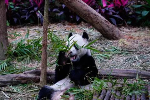 Panda bear sitting and eating green bamboo leaves. Stock Photos