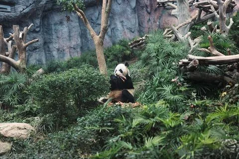 Panda Bear Sitting in Forest Stock Photos