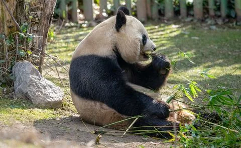Panda bear sitting on the ground eating Bambu Stock Photos