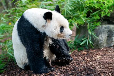 Panda bear is sitting on the ground in a forest Stock Photos