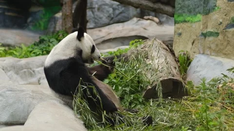 Panda bear sitting on rocky ground, munching bamboo while surrounded by lush Stock Footage 340586019
