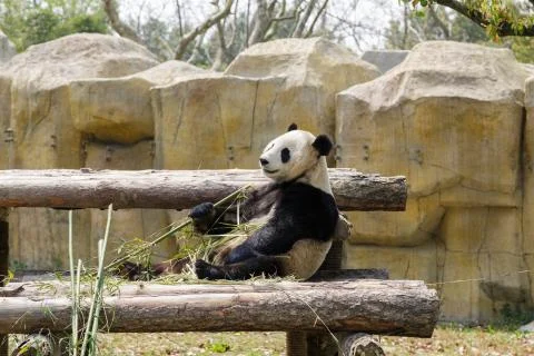 Panda bear sitting in tree in zoo and eating bamboo Stock-Fotos