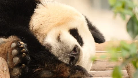 Panda bear sleeping, closeup. Stock Footage 109786588