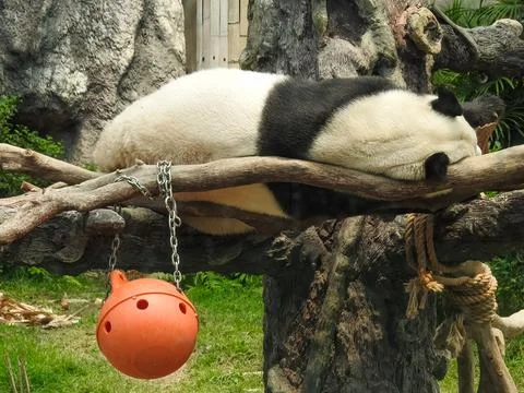 Panda bear sleeping Stock Photos