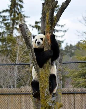 Panda bear on tree Stock Photos