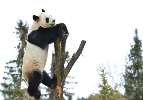 Panda bear on tree profile Stock Photos