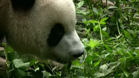 Panda bear walking by Stock Footage 38731307