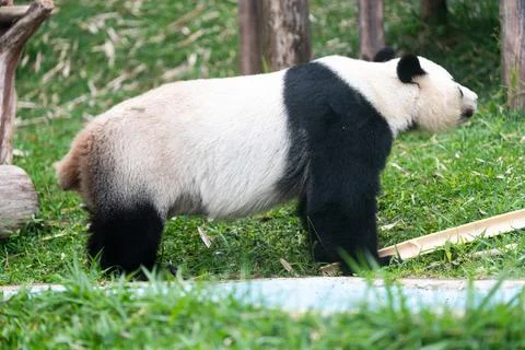 A panda bear is walking through a grassy area Stock Photos