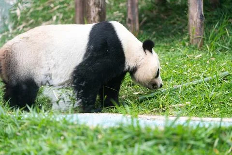 A panda bear is walking through a grassy area Stock Photos