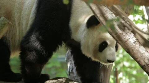 Panda bear walking on tree Stock Footage 45896328
