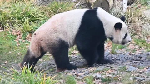 Panda bear walks Video stock 107153525