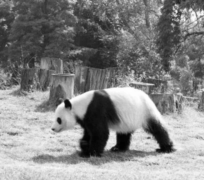 Panda bear walks Stock Photos