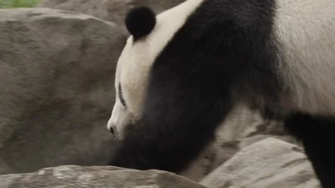 Panda Bear Walks through Enclosure Daylight Medium Shot Stock Footage 109429747