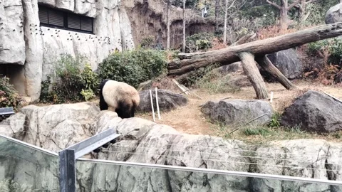 Panda bear in zoo Video stock 262266202
