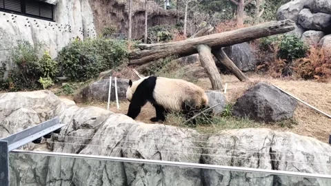 Panda bear in zoo Stock-Footage 262411625