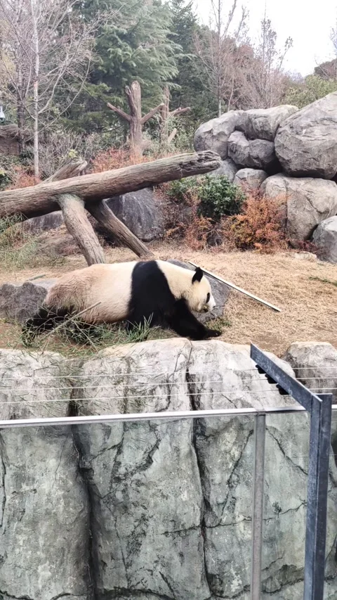 Panda bear in zoo. Tokyo. Video stock 270801099