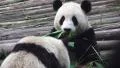 Panda Bears Eating Bamboo 01 HD HD Footage
