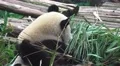 Panda Bears Eating Bamboo 02 4K 4k or 4k+ Resolution