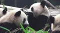 Panda Bears Eating Bamboo 05 HD HD Footage