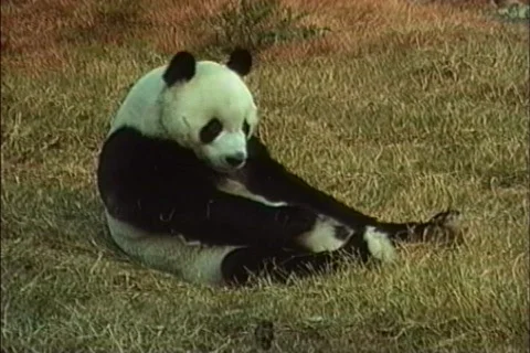  Panda in Beijing zoo Video stock 464450