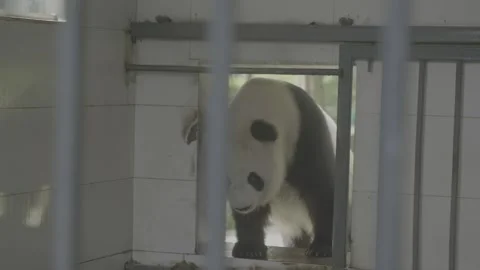 Panda breeding research base feeding giant pandas with snacks by keepers. Video stock 248587110