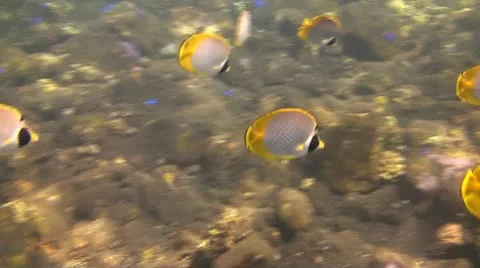 Panda butterflyfish Stock Footage 10738040