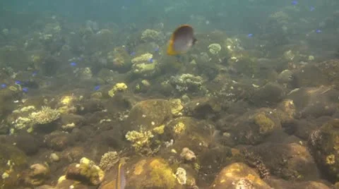 Panda butterflyfish Stock Footage 10738044