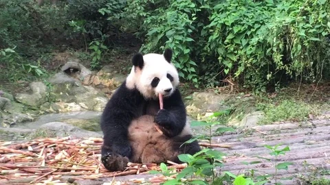 Panda  at  Chengdu , China Stock Footage 69828867