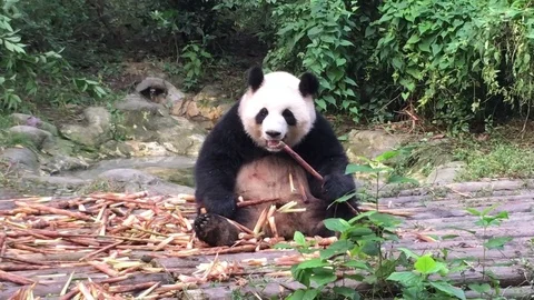 Panda  at  Chengdu , China Stock Footage 69828900