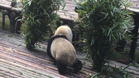Panda  at  Chengdu , China Stock Footage 69828927