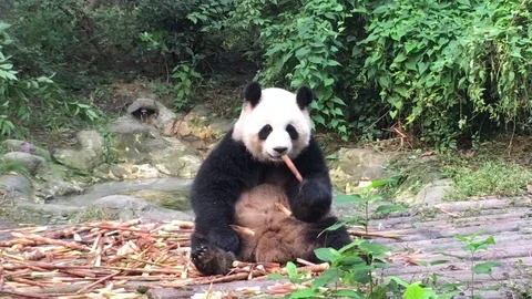 Panda  at  Chengdu , China Stock Footage 69829374