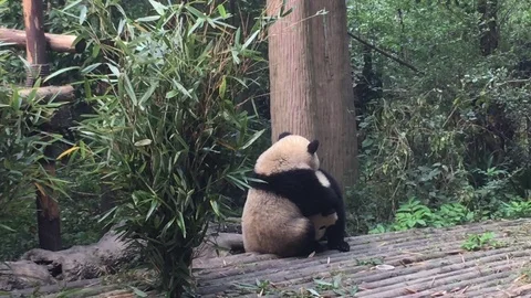 Panda  at  Chengdu , China Stock Footage 69829427