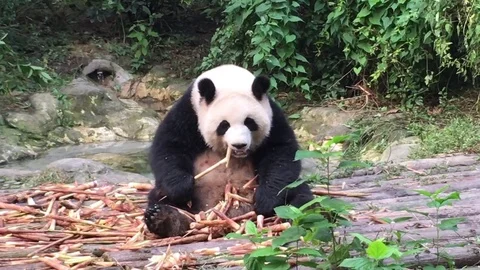 Panda  at  Chengdu , China Stock Footage 69829517