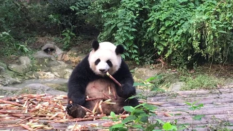 Panda  at  Chengdu , China Stock Footage 69829623