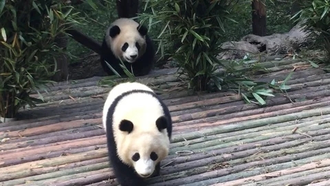 Panda  at  Chengdu , China Stock Footage 69829654