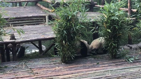 Panda  at  Chengdu , China Stock Footage 69829786