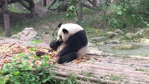 Panda  at  Chengdu , China Stock Footage 69829954