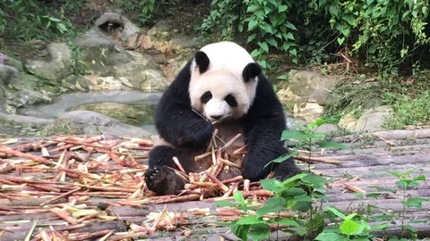 Panda  at  Chengdu , China Stock Footage 69829958